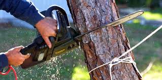 Best Arborist Consultation Services  in Vandenberg Village, CA